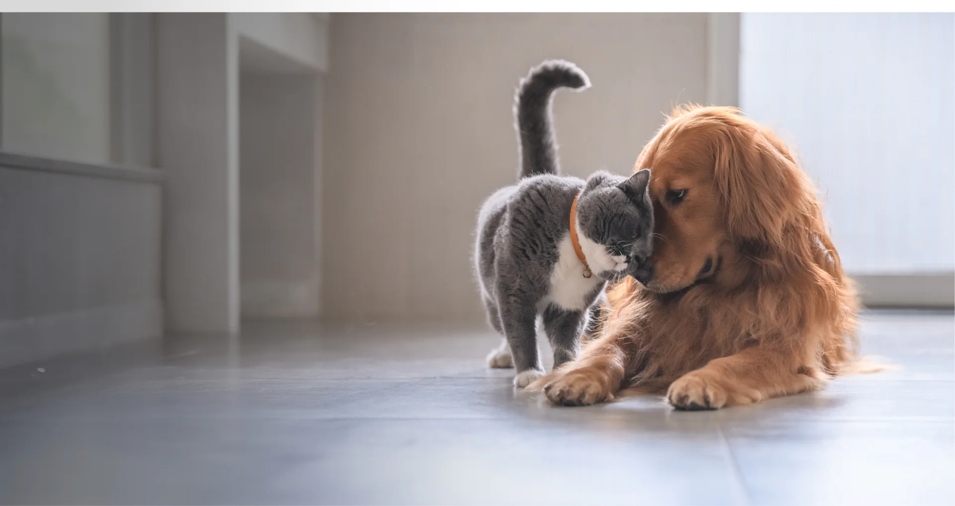 Nutrizione Naturale per i Tuoi Amici